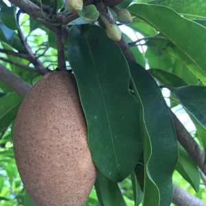 Sapodilla Makok Tropical Tree Live Plant – Chiku Seedling – 6-8