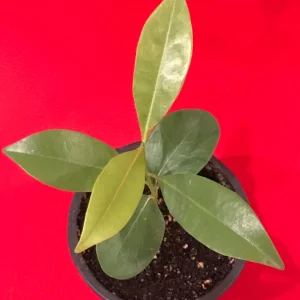 Sapodilla Makok Tropical Tree Live Plant – Chiku Seedling – 6-8