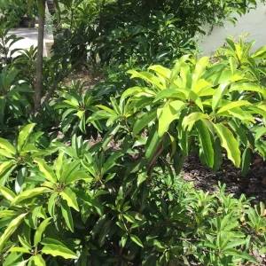 Sapodilla Makok Tropical Tree Live Plant – Chiku Seedling – 6-8