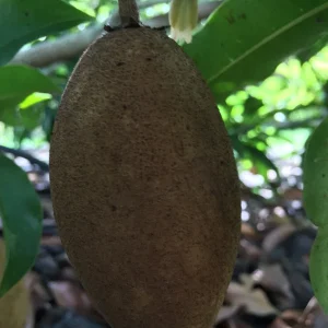 Sapodilla Makok Tropical Tree Live Plant – Chiku Seedling – 6-8