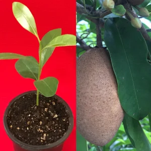 Sapodilla Makok Tropical Tree Live Plant – Chiku Seedling – 6-8" Tall – 4.5" Pot – Outdoor Fruit Tree - Image 1
