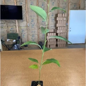 Sassafras Tree Live Plant - 1 Year Old Quart Pot - Well-Rooted, Winter Hardy, Outdoor - Image 4