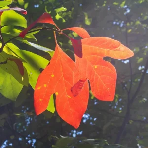 Sassafras Tree Live Plant - 1 Year Old Quart Pot - Well-Rooted, Winter Hardy, Outdoor - Image 7