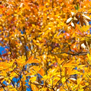 Sassafras Tree Live Plant - 1 Year Old Quart Pot - Well-Rooted, Winter Hardy, Outdoor - Image 9