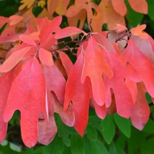 Sassafras Tree Live Plant – 1 Year Old Seedling, Quart Pot, Well-Rooted, Zones 4-9 - Image 3