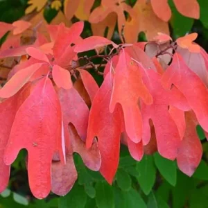 Sassafras Tree Live Plant – 1 Year Old Seedling, Quart Pot, Well-Rooted, Zones 4-9 - Image 5