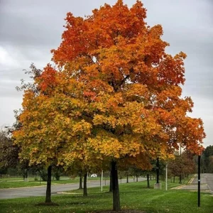 Sassafras Tree Live Plant – 6-12 Inch Tall, Quart Pot, Hardy Shade Tree - Image 3