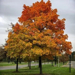 Sassafras Tree Live Plant – 6-12 Inch Tall, Quart Pot, Hardy Shade Tree - Image 4