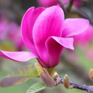 Saucer Magnolia Live Plants - Set of 2 Rooted Cuttings, 8-12 Inch Tall, Hardy Shrubs for Outdoor - Image 1