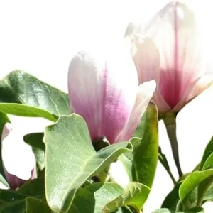 Saucer Magnolia Live Tree - 2 Ft Tall, Pink Blooms, Deciduous, Zones 5-9 - Image 3