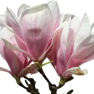 Saucer Magnolia Tree Live Plant 3 Ft Tall – Pink Oriental Magnolia Tulip Lily Tree - Image 2