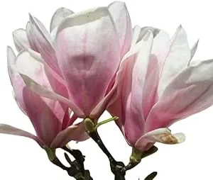 Saucer Magnolia Tree Live Plant 3 Ft Tall – Pink Oriental Magnolia Tulip Lily Tree - Image 5