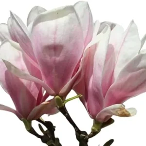 Saucer Magnolia Tree Live Plant 3 Ft Tall – Pink Oriental Magnolia Tulip Lily Tree - Image 6