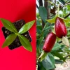 Savanna Cherry Eugenia Calycina Live Tree Plant - Dark Red Fruit - 2-5'' Tall Starter - Image 1
