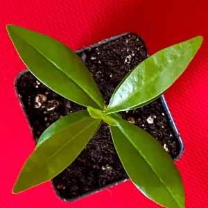 Savanna Cherry Eugenia Calycina Live Tree Plant - Dark Red Fruit - 2-5'' Tall Starter - Image 10