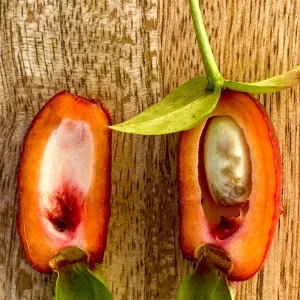 Savanna Cherry Eugenia Calycina Live Tree Plant - Dark Red Fruit - 2-5'' Tall Starter - Image 3