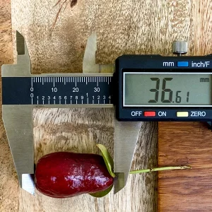 Savanna Cherry Eugenia Calycina Live Tree Plant - Dark Red Fruit - 2-5'' Tall Starter - Image 4