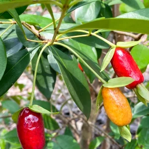 Savanna Cherry Eugenia Calycina Live Tree Plant - Dark Red Fruit - 2-5'' Tall Starter - Image 7