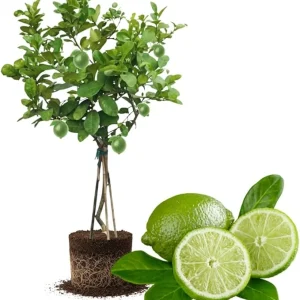 Seedless Lime Live Plant - 3 Ft Tall Fruit Tree in 5 Gallon Pot - Indoor/Outdoor - Image 3