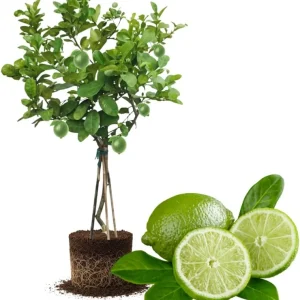 Seedless Lime Live Plant – 3 Ft Tall Lime Tree in 5 Gallon Pot – Indoor/Outdoor - Image 1