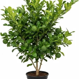 Seedless Lime Tree Live Plant - 3 Feet Tall, Potted Citrus Fruit Tree in 5 Gallon Pot - Image 2