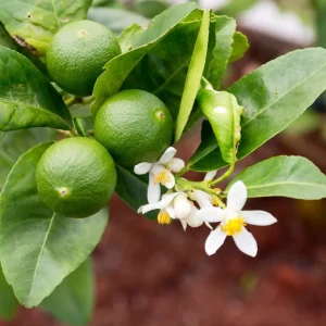 Seedless Lime Tree Live Plant - 3 Feet Tall, Potted in 5 Gallon Pot - Image 2