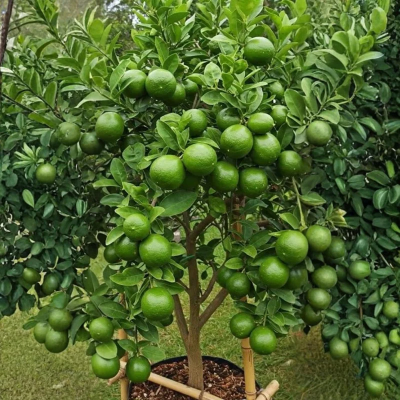 Seedless Lime Tree Live Plant - 3 Feet Tall, Potted in 5 Gallon Pot - Image 6
