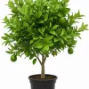Seedless Lime Tree Live Plant - 3 Feet Tall, Potted in 5 Gallon Pot - Image 1