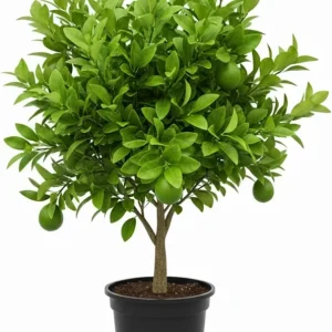 Seedless Lime Tree Live Plant - 3 Feet Tall, Potted in 5 Gallon Pot - Image 1