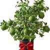 Seedless Lime Tree Live Plant – 3 ft Tall, 5 Gallon Pot – Outdoor Citrus for Zones 9-11 - Image 1
