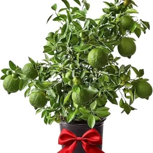 Seedless Lime Tree Live Plant – 3 ft Tall, 5 Gallon Pot – Outdoor Citrus for Zones 9-11 - Image 4