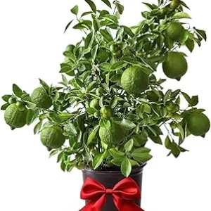 Seedless Lime Tree Live Plant – 3 ft Tall, 5 Gallon Pot – Outdoor Citrus for Zones 9-11 - Image 7