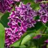 Sensation Lilac Live Plant, Fragrant Flower, 4 to 8 Inch Tall, Outdoor Shrub - Image 1