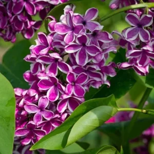Sensation Lilac Live Plant, Fragrant Flower, 4 to 8 Inch Tall, Outdoor Shrub - Image 3