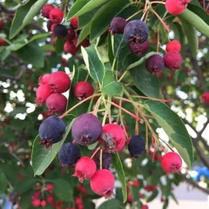 Serviceberry Live Plant - Quart Pot, 6-12 Inches Tall, Perennial Fruit Tree - Image 3