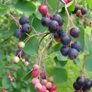 Serviceberry Tree - 12-18 Inch Live Plant, Quart Pot, Hardy Berry - Image 2