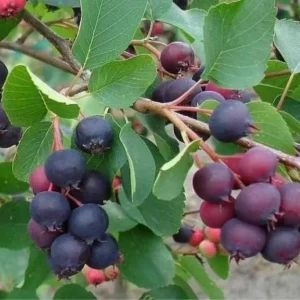 Serviceberry Tree - 12-18 Inch Live Plant, Quart Pot, Hardy Berry - Image 3