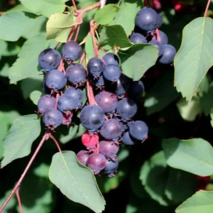 Serviceberry Tree - 12-18 Inch Live Plant, Quart Pot, Hardy Berry - Image 5