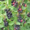 Serviceberry Tree Live Plant – 12-18 Inch Tall, Quart Pot, Hardy Berry - Image 1