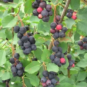 Serviceberry Tree Live Plant – 12-18 Inch Tall, Quart Pot, Hardy Berry - Image 2