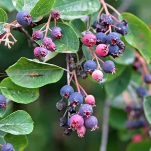 Serviceberry Tree Live Plant - 12-18 Inches, Well Rooted, Deciduous, Outdoor - Image 5