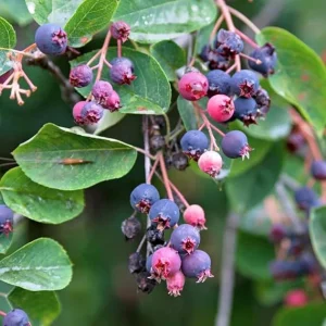 Serviceberry Tree Live Plant - 12-18 Inches, Well Rooted, Deciduous, Outdoor - Image 7