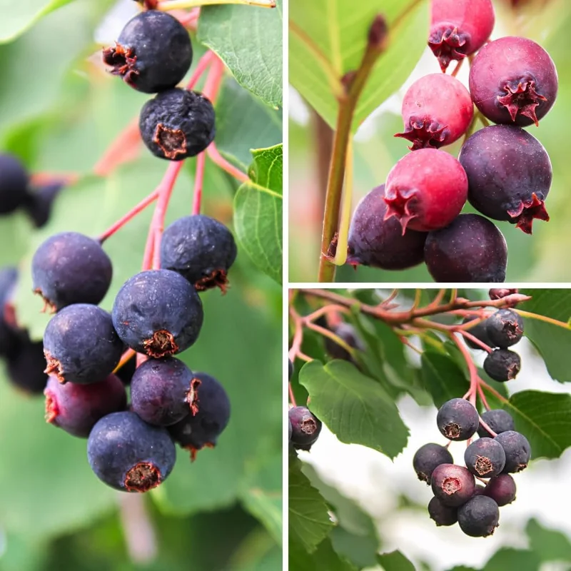 Serviceberry Tree Live Plant – 12 to 18 Inches – Well Rooted – Outdoor - Image 3