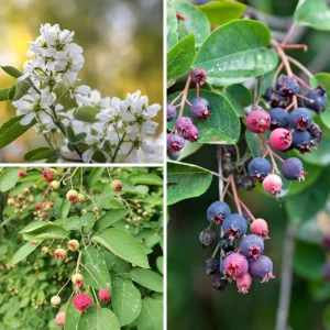 Serviceberry Tree Live Plant – 12 to 18 Inches – Well Rooted – Outdoor - Image 4