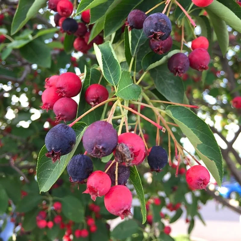 Serviceberry Tree Live Plant - Purple Fruit Tree, Quart Pot, 6-12 Inch, Outdoor - Image 2