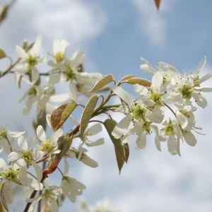 Serviceberry Tree Live Plant - Purple Fruit Tree, Quart Pot, 6-12 Inch, Outdoor - Image 5