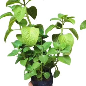 Set 2 Cuban Oregano Plants Live, Live Cuban Oregano Plant Indoor, 3 to 6 Inc Tall, Green Mexican Mint Plants, Spanish Thyme Plant Live - Image 2