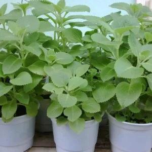 Set 2 Cuban Oregano Plants Live, Live Cuban Oregano Plant Indoor, 3 to 6 Inc Tall, Green Mexican Mint Plants, Spanish Thyme Plant Live - Image 4