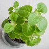 Set 2 Cuban Oregano Plants Live, Live Cuban Oregano Plant Indoor, 3 to 6 Inc Tall, Green Mexican Mint Plants, Spanish Thyme Plant Live - Image 1