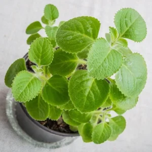 Set 2 Cuban Oregano Plants Live, Live Cuban Oregano Plant Indoor, 3 to 6 Inc Tall, Green Mexican Mint Plants, Spanish Thyme Plant Live - Image 1